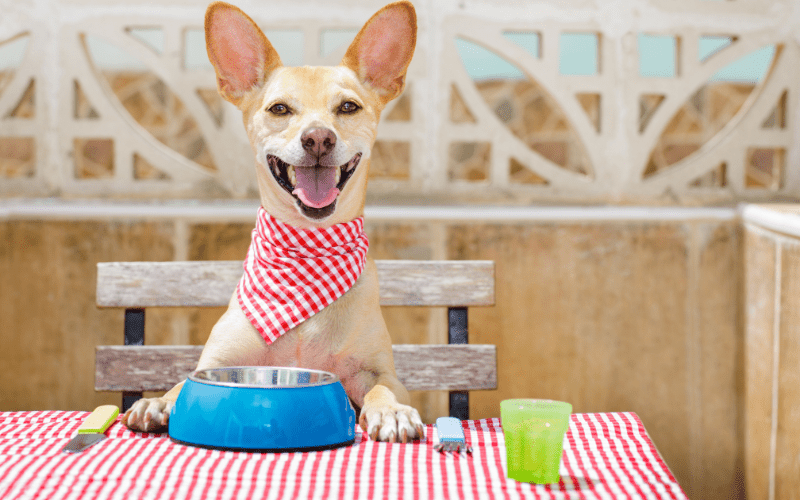 Science behind dog slow feeding
