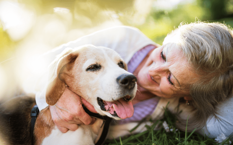 Why Slow Feeders Help Older Dogs Eat More