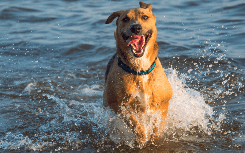 Slow Feeding High Energy Dogs