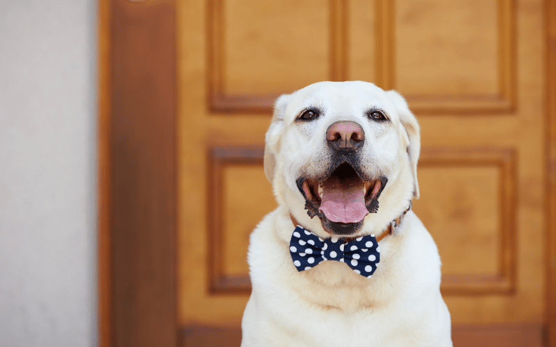 How Puzzle Feeders Help Rescue Dogs Transition to New Homes
