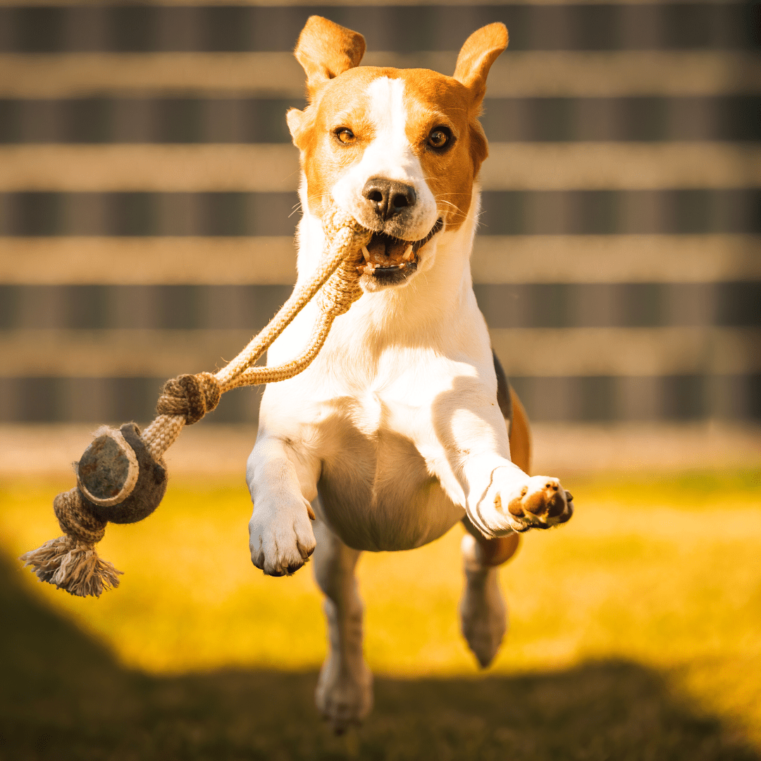 Best Toys for Dog Mental Stimulation and Exercise