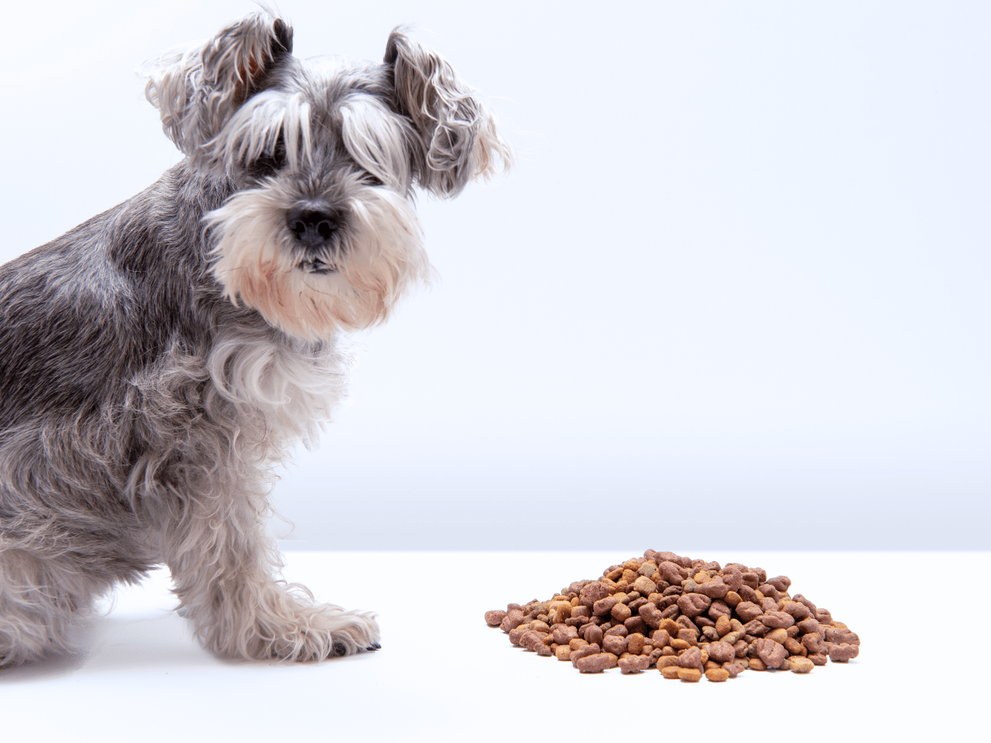 benefits of a dog slow feeder