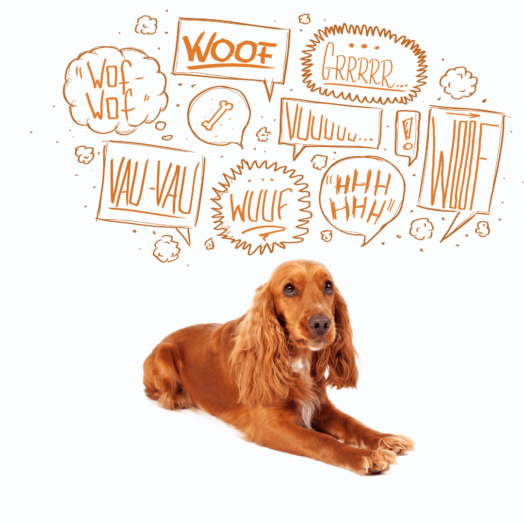 How to train your dog to stop barking