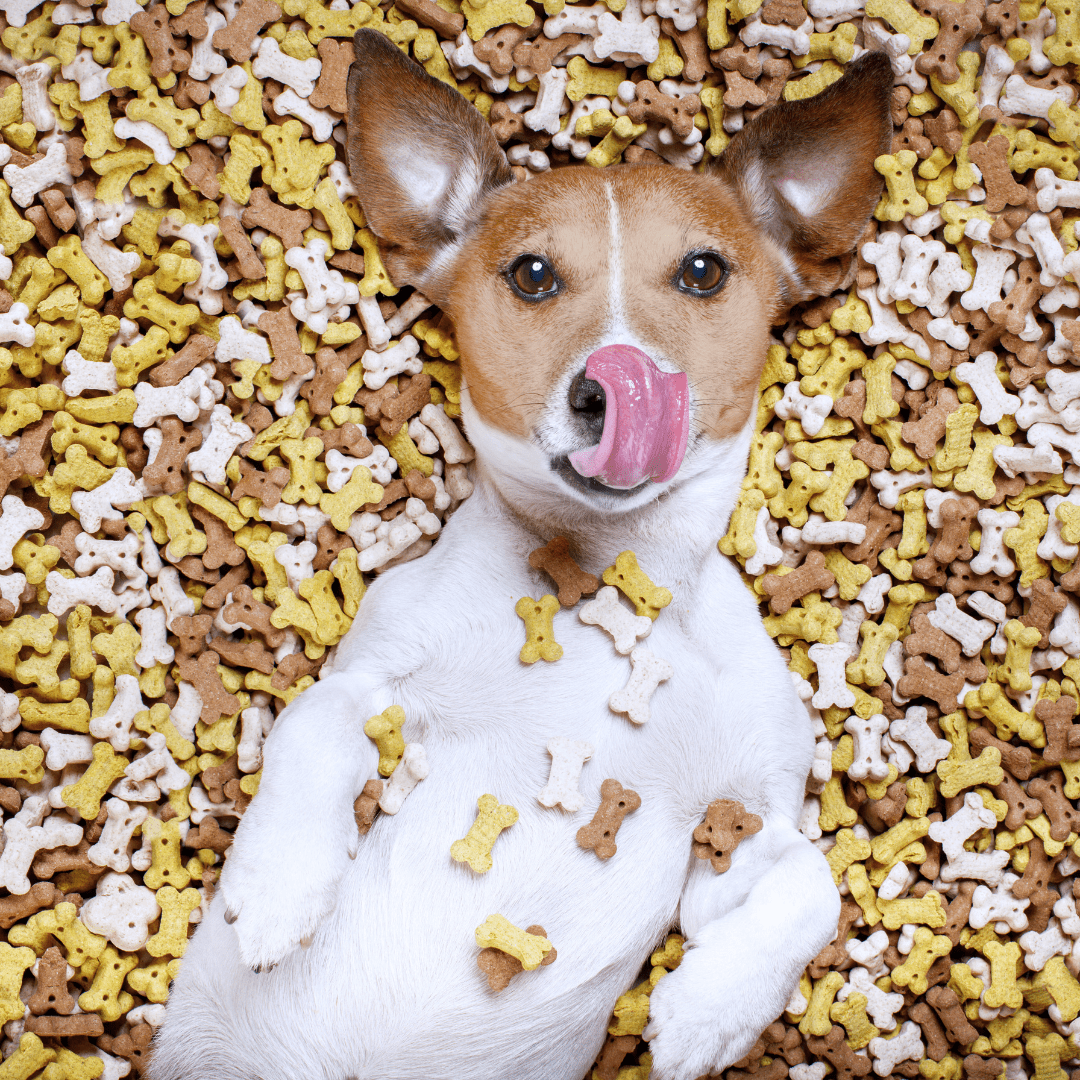 Dog eats fast or slow