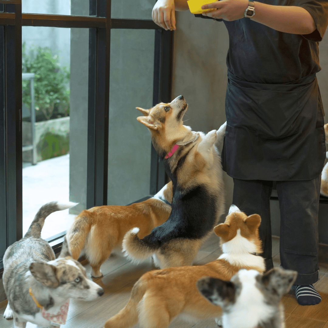 how to train your dog to stay calm at mealtime