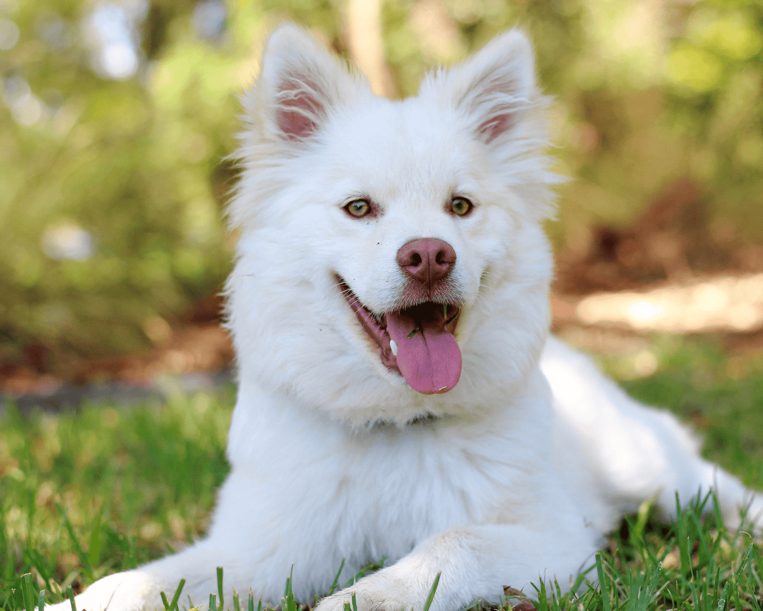 Dog Anxiety separation