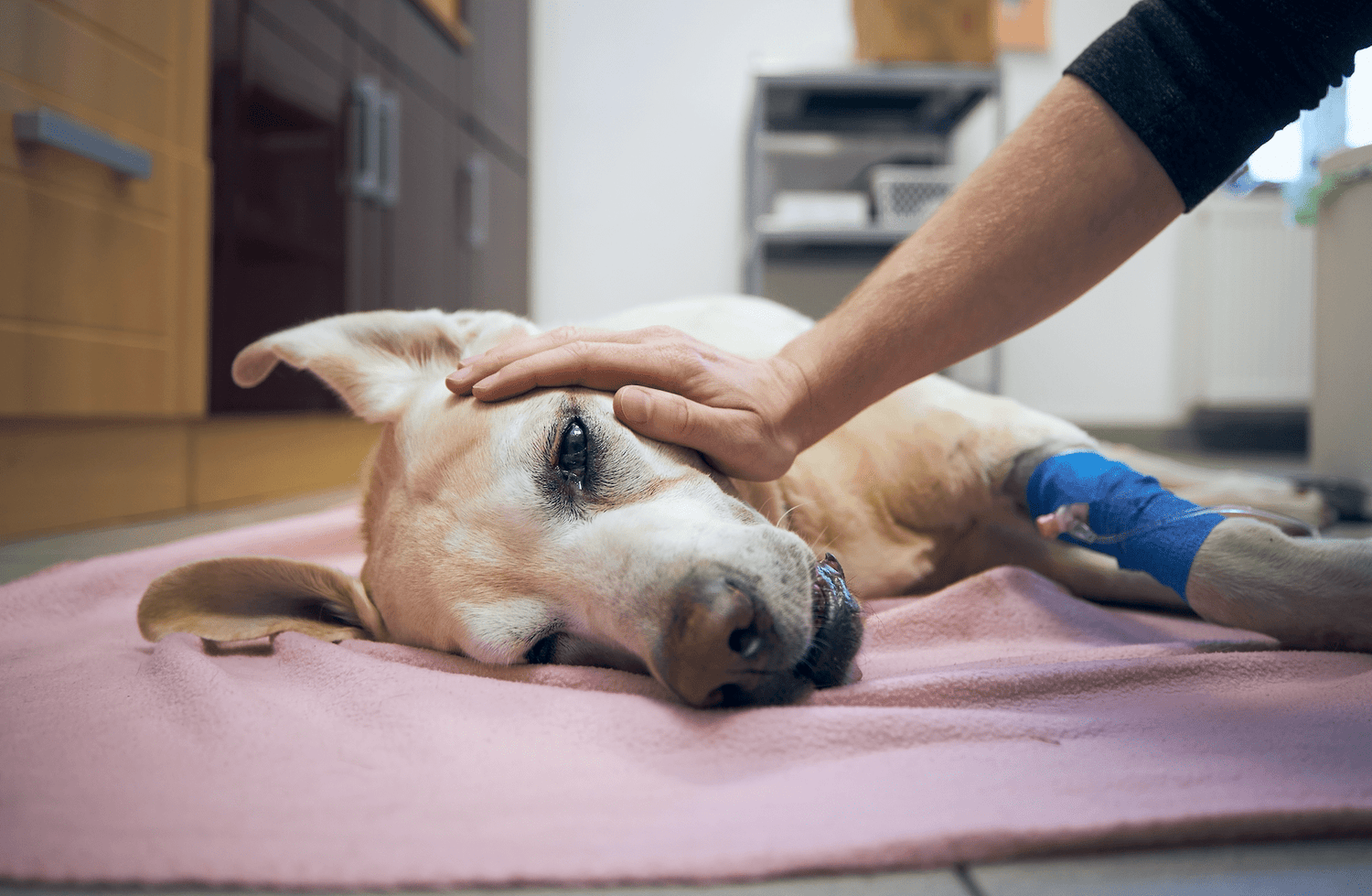 Effective Ways to Assist Your Dog with Digestive Issues and Allergies