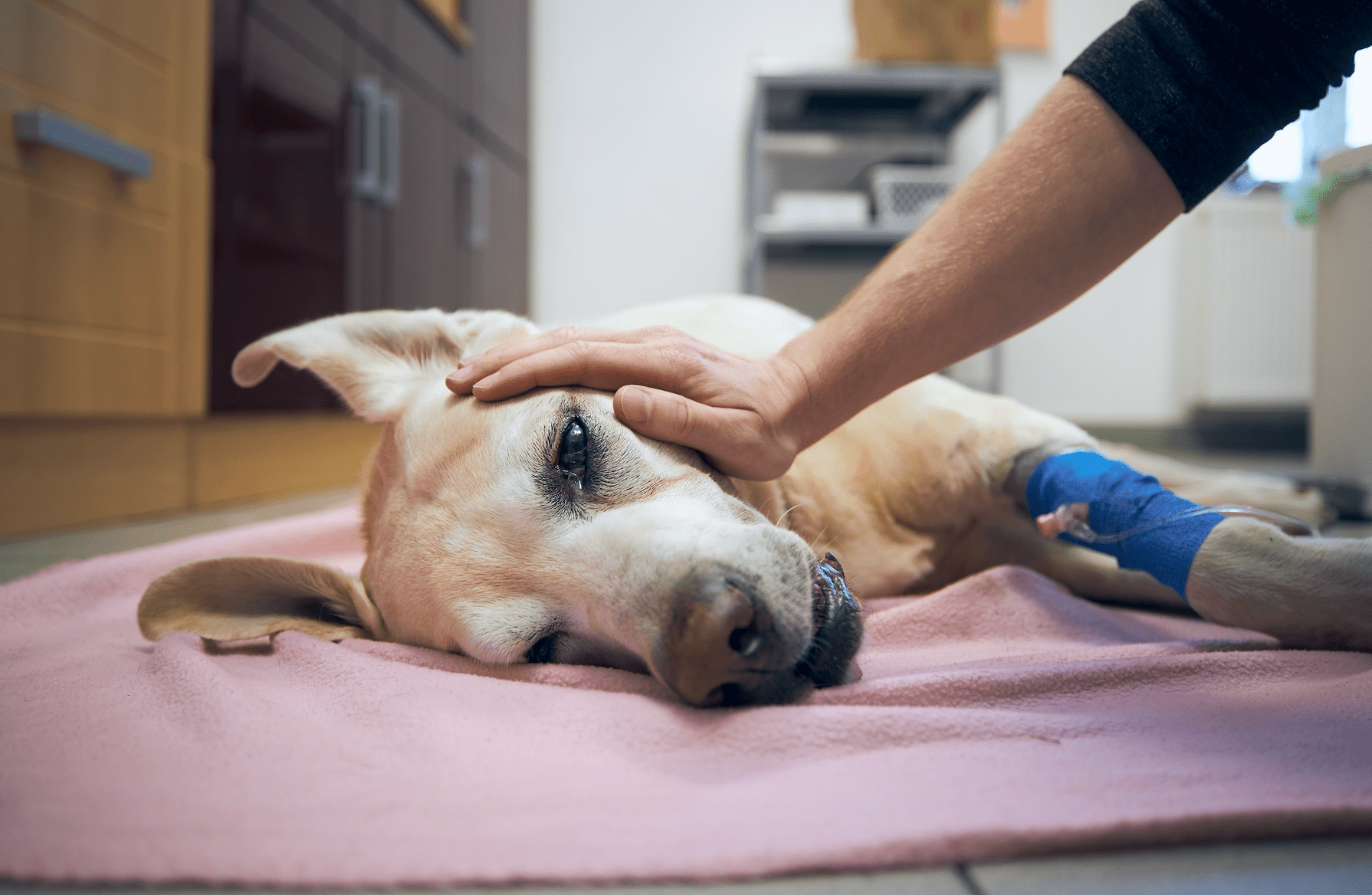 Effective Ways to Assist Your Dog with Digestive Issues and Allergies