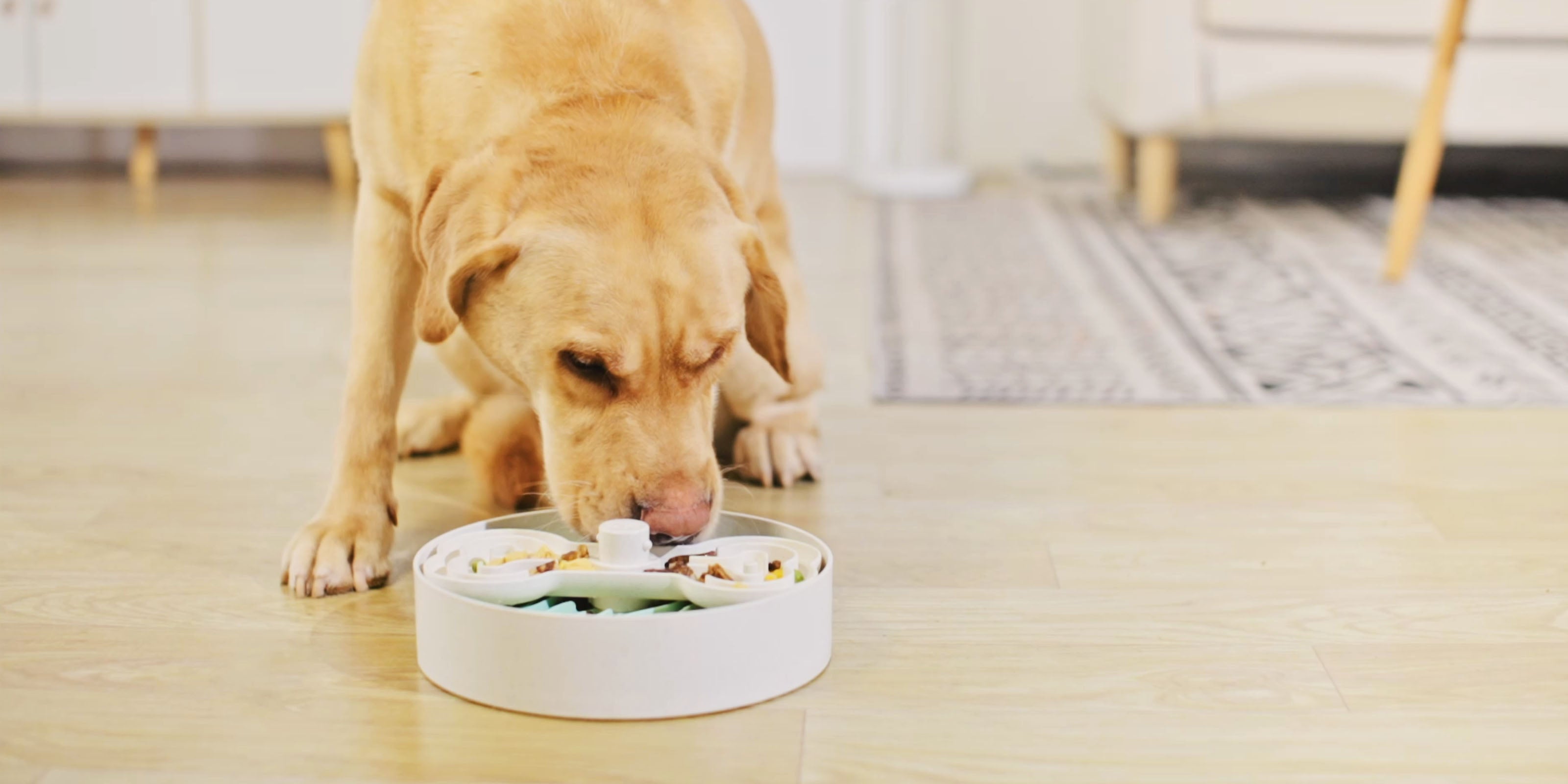 A light brown dog eats from a slow feeder bowl on a wooden floor in a living room with a rug in the background.