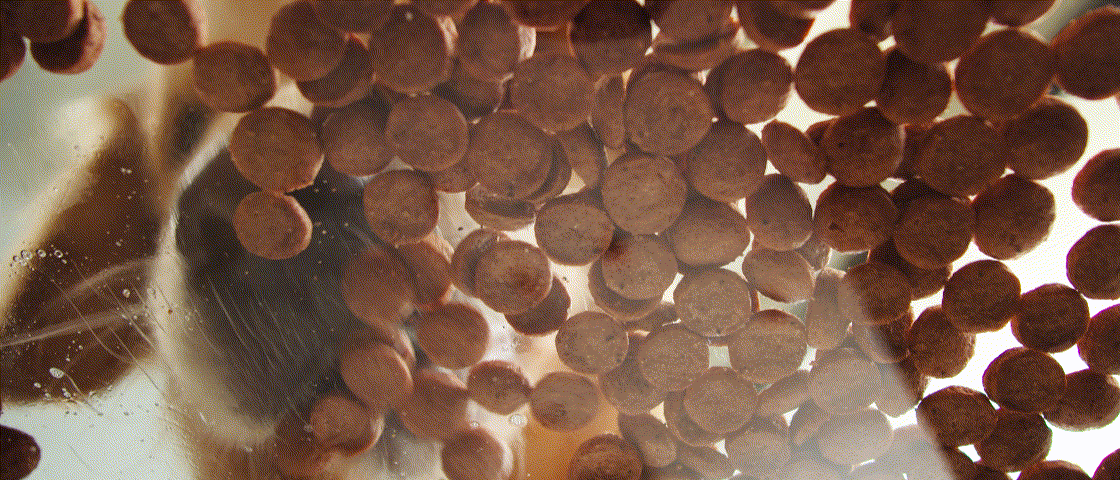 Close-up view of round brown kibble pieces spilling over the edge of a dog bowl, with a blurred background.