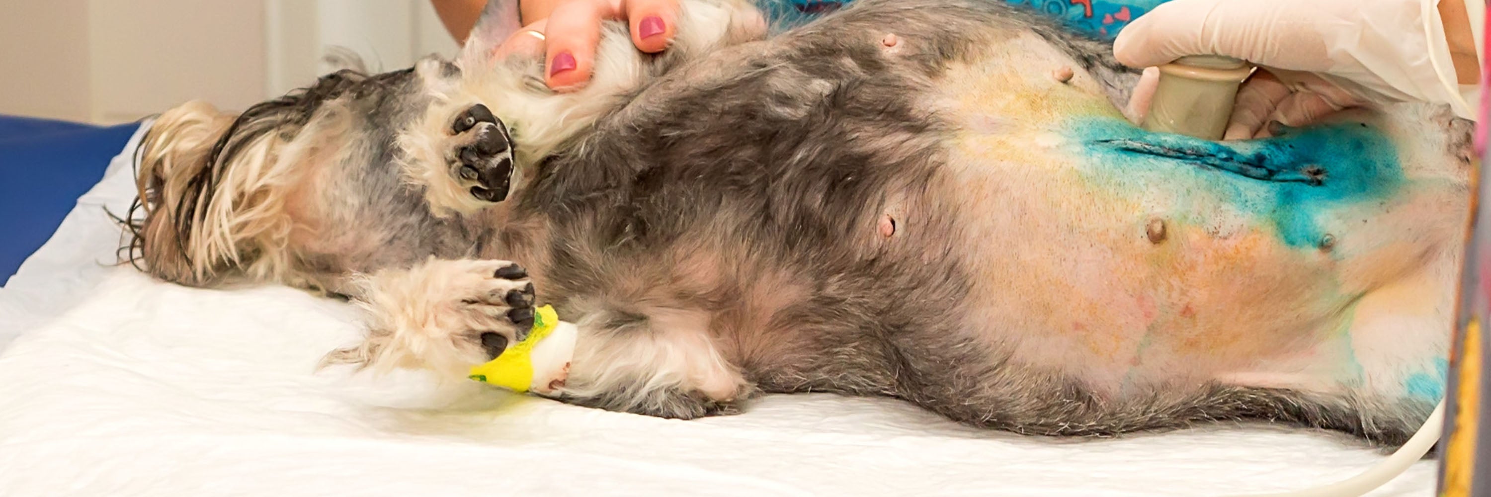 A small dog lies on its back on a veterinary table while being examined with an ultrasound device; its abdomen is partly shaved and marked with blue dye. Nearby, a puzzle feeder bowl sits to keep the dog engaged and calm during the procedure.