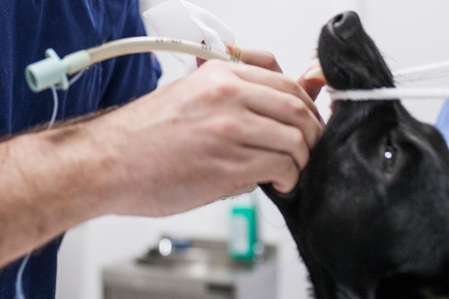 A veterinary professional is inserting an endotracheal tube into a black dog's mouth, likely to assist with breathing or anesthesia, making sure to slow down for the dog's comfort.