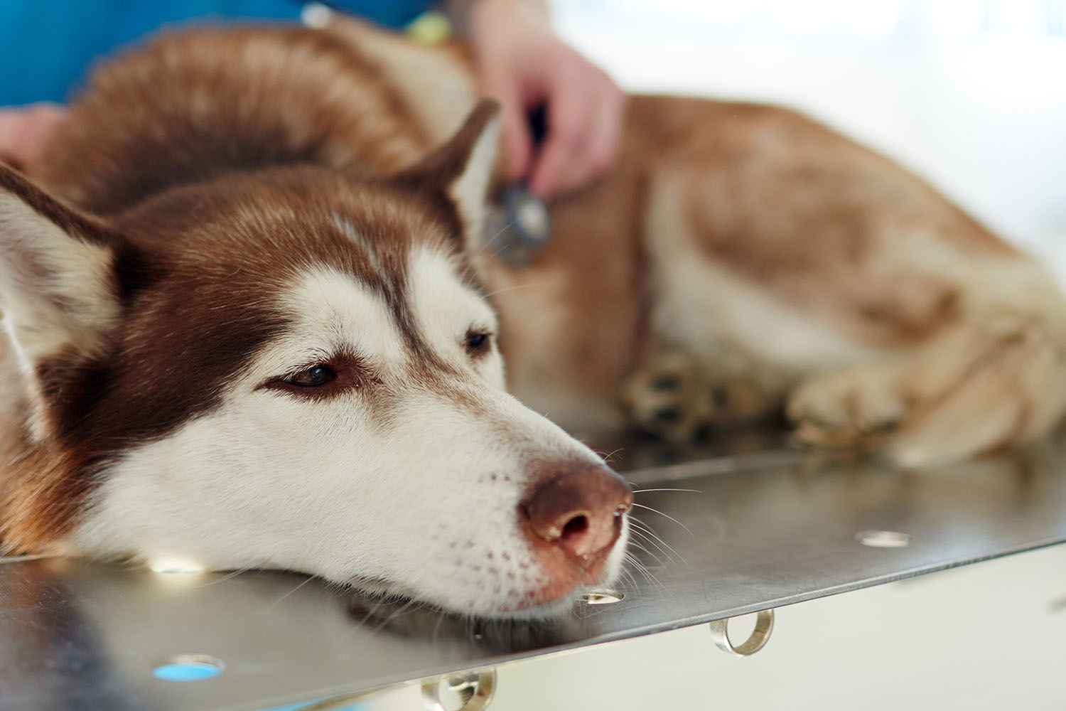 A brown and white Siberian Husky lies on a metal examination table while being examined by a veterinarian, eyeing the puzzle feeder in the corner of the room.