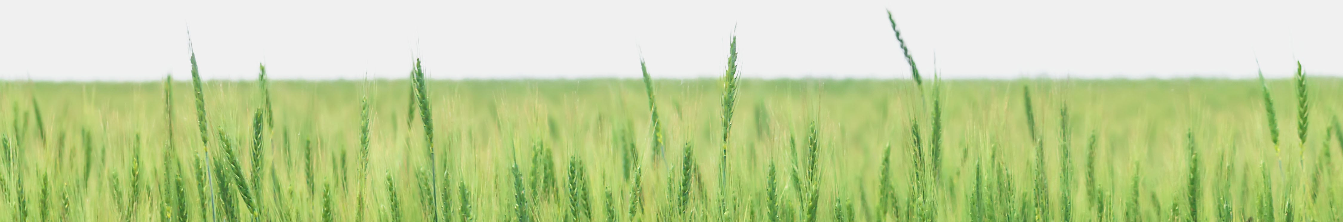 A field of tall green grass or crops extends to the horizon under a light sky, creating a serene scene that invites you to slow down and savor the moment.