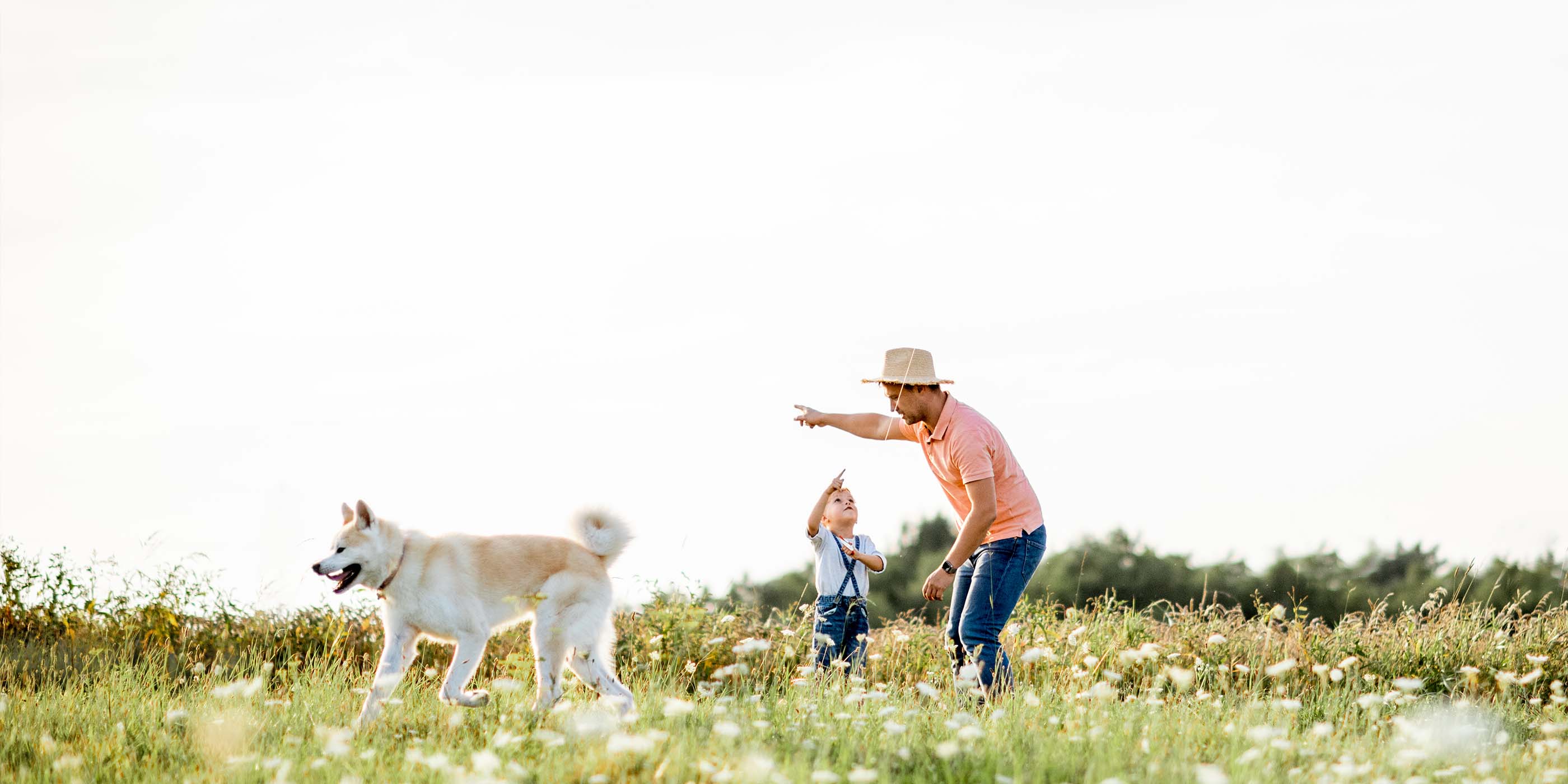An adult and a child are playing in a flower field with a large dog. The adult is pointing while the child looks up, as if suggesting they should slow down. The dog walks ahead, sniffing around, and the sky is clear.