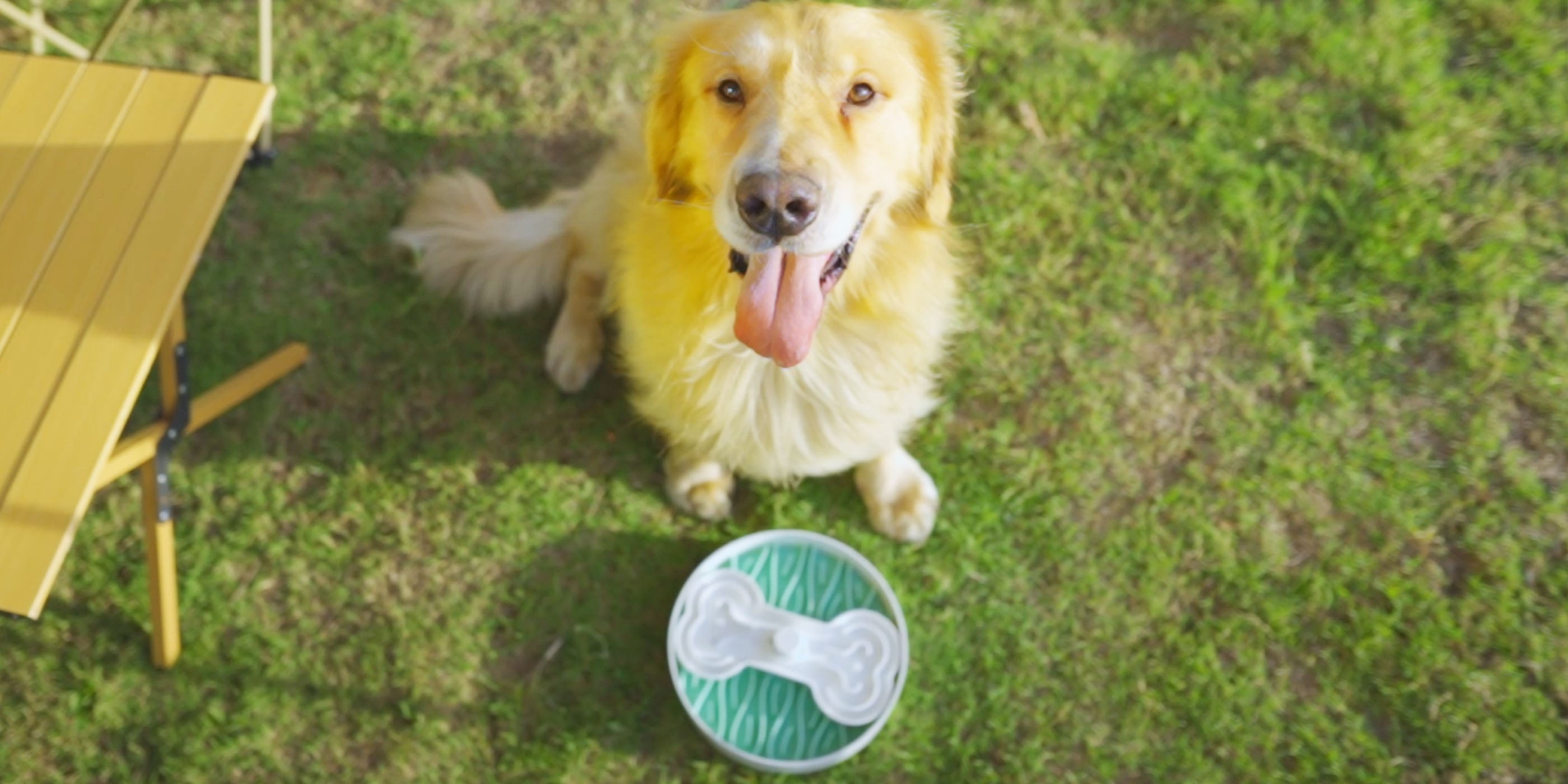 A dog sits on green grass next to a yellow table, looking up with its tongue out. In front of the dog is a green and white slow feeder bowl with a bone design.