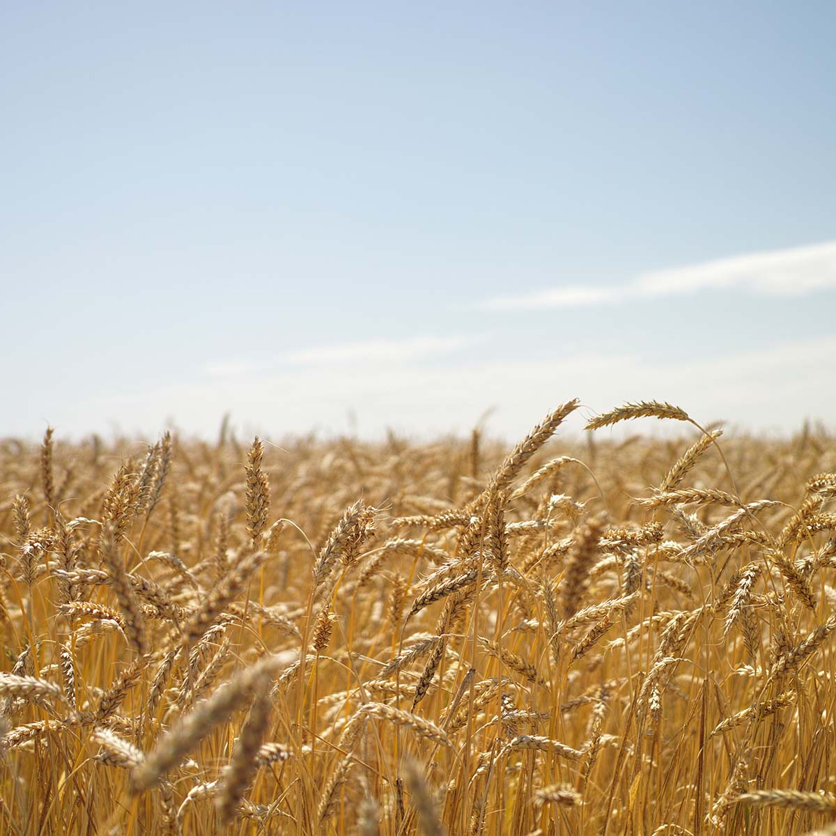 A golden wheat field stretches into the distance under a clear blue sky with a few wispy clouds, creating a picturesque scene that invites you to slow down and reflect on nature's intricate puzzle.