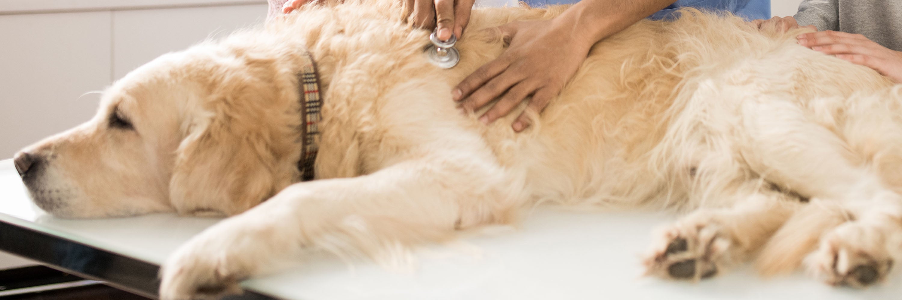 A large dog lies on an examination table while a veterinarian uses a stethoscope to check its heart, a puzzle feeder bowl sitting nearby to keep the canine patient entertained.