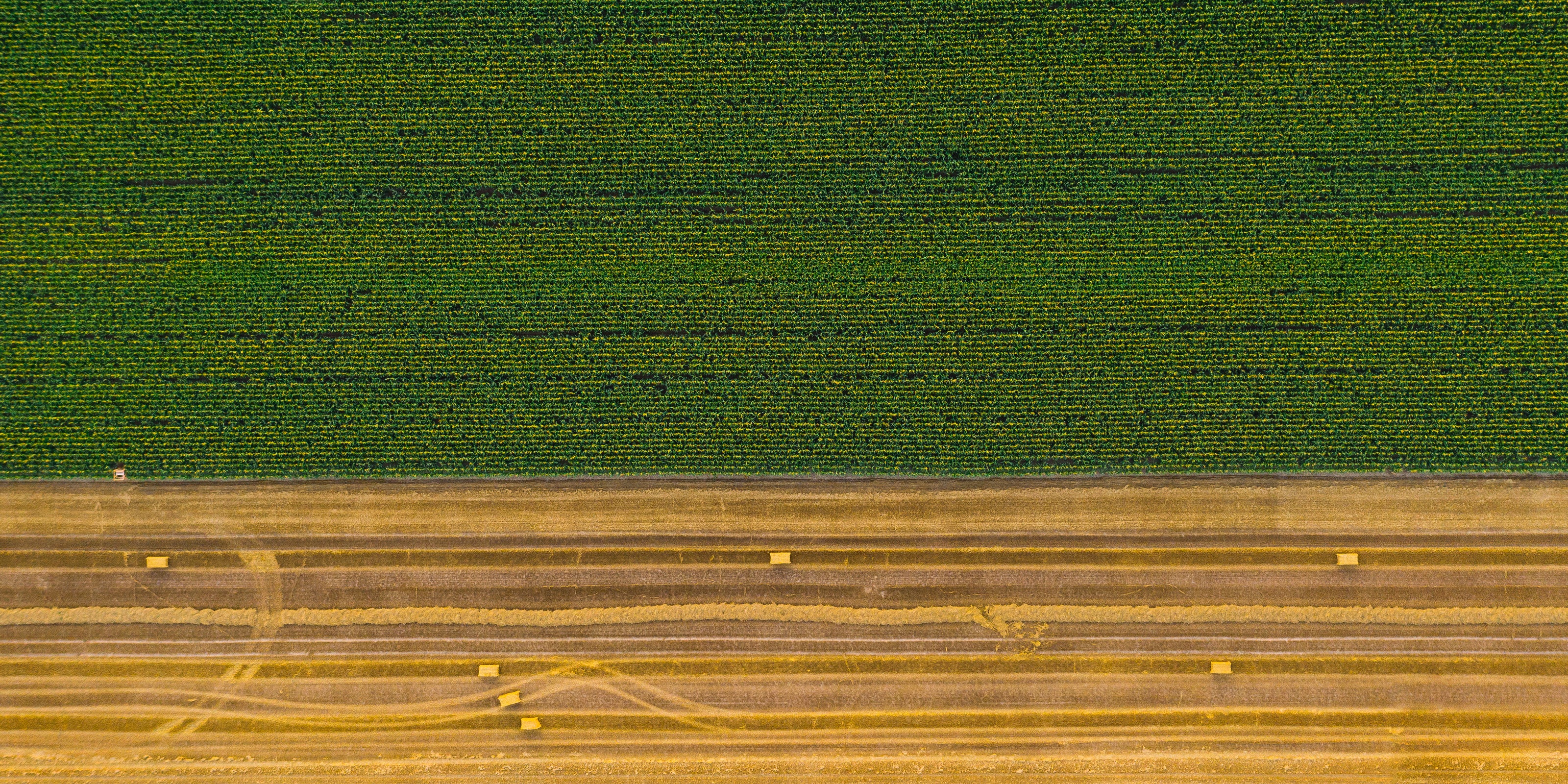 Aerial view of a harvested field with hay bales neatly spaced like pieces of a puzzle on the bottom and a lush green crop field on the top.