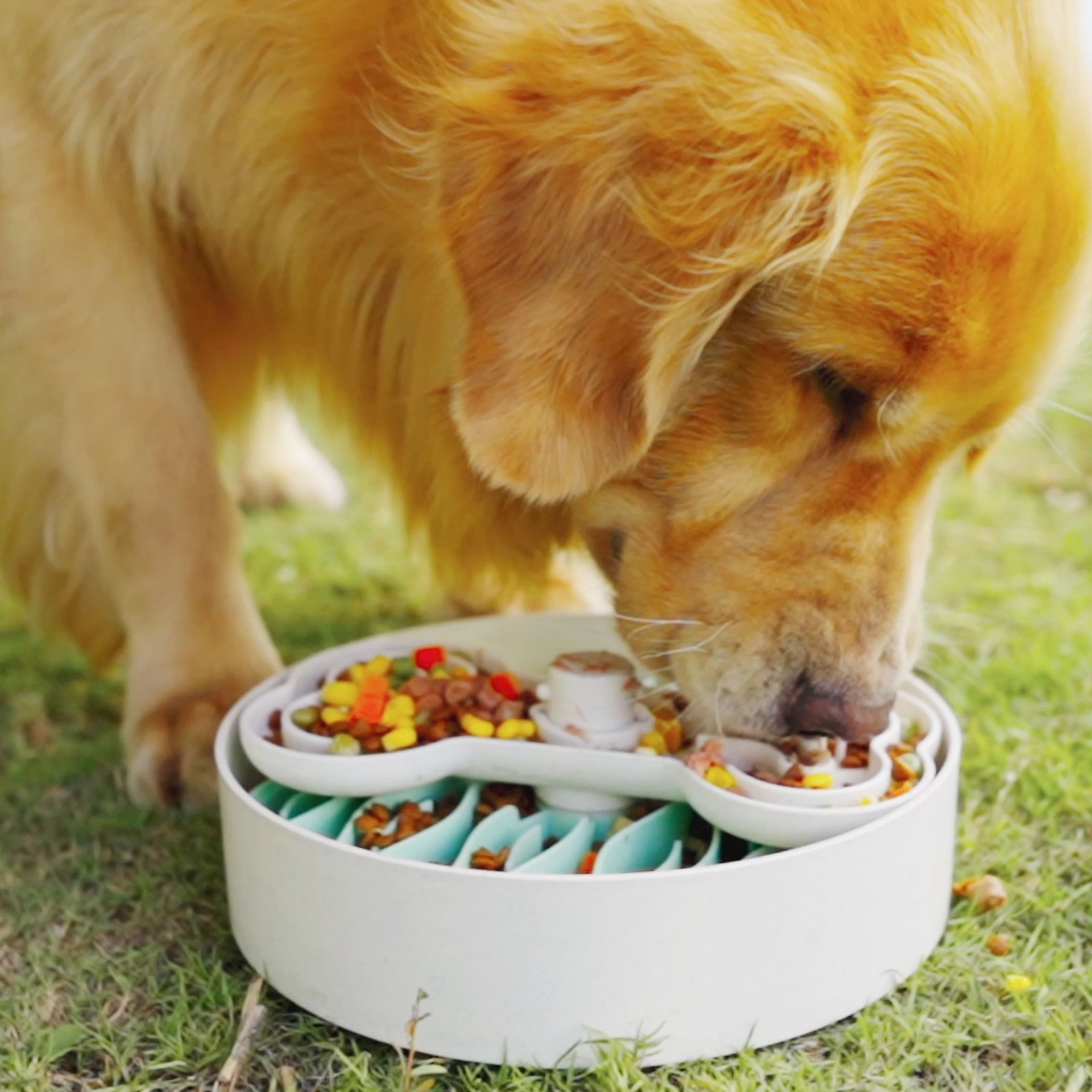 A Golden Retriever eats from a puzzle feeder placed on grass, designed to slow down mealtime. The feeder, acting as a bowl, contains various types of pet food.
