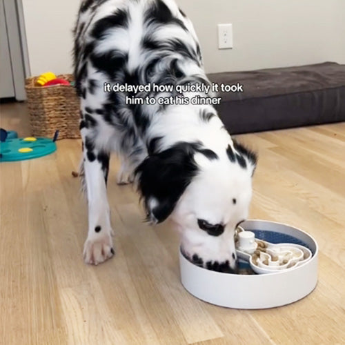 A black-and-white dog eats from a specialized feeder bowl with obstacles inside. Text overlay reads, "it slowed down how quickly it took him to eat his dinner.