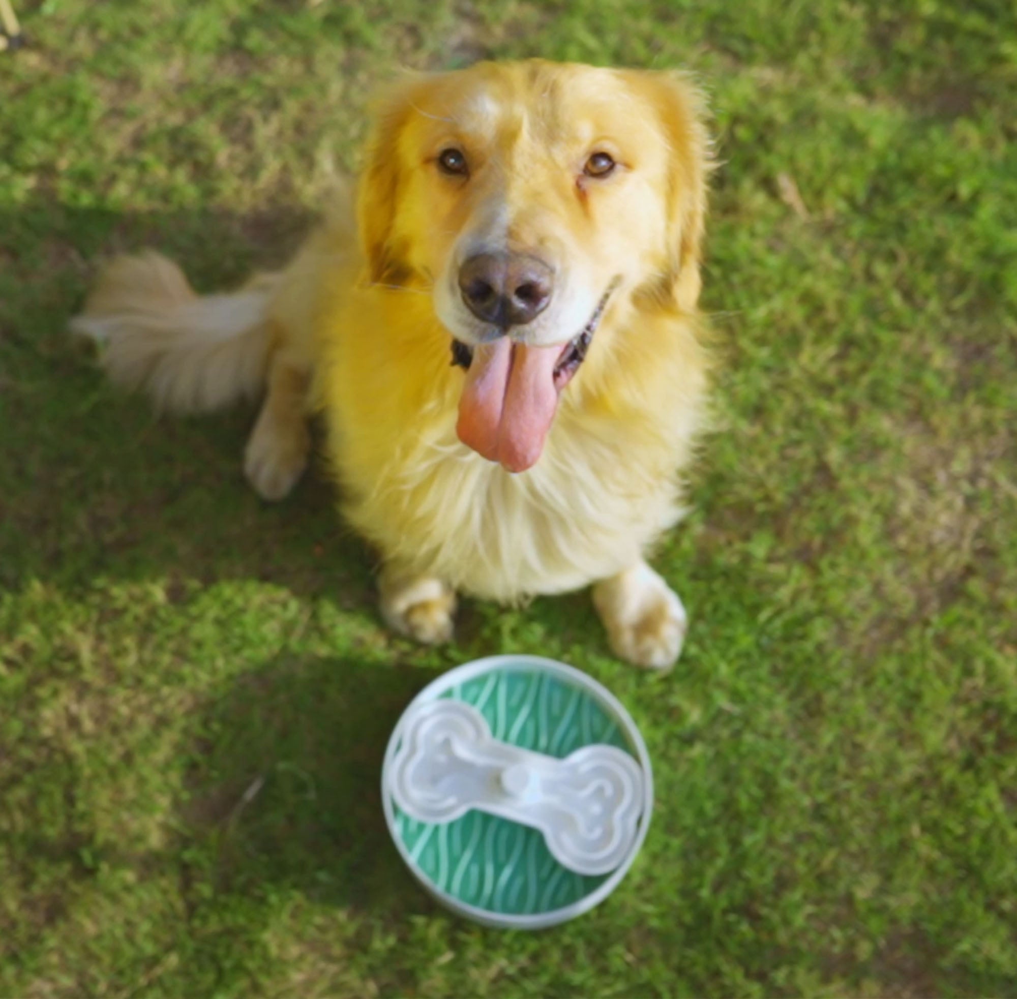 A golden retriever sits on the grass with its tongue out, looking up. In front of the dog is a green and white bone-shaped feeder bowl.