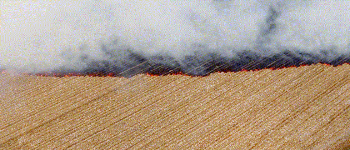 Aerial view of a field fire with flames and smoke spreading across rows of dry crops, as if a giant feeder has scattered chaos in slow motion.