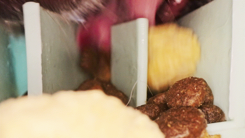 Close-up of a cat eating dry cat food from a divided bowl, showing the cat's tongue and kibble in the foreground.