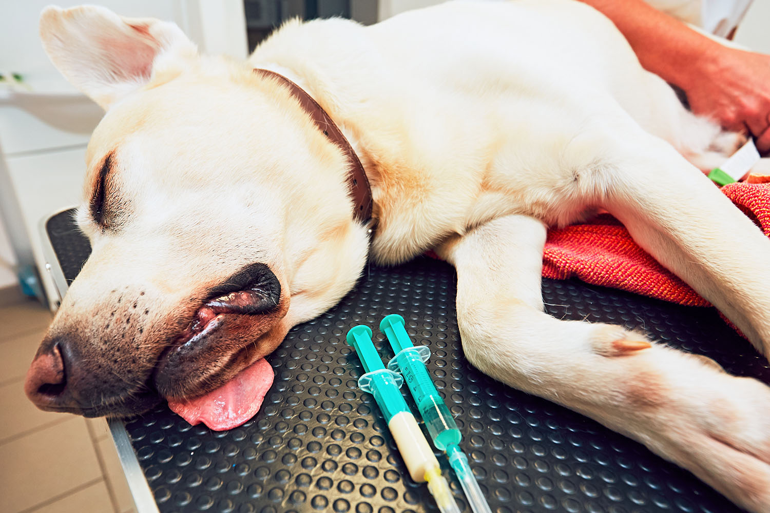 A dog lies unconscious on a vet's examination table next to three syringes, with an empty feeder bowl positioned nearby.