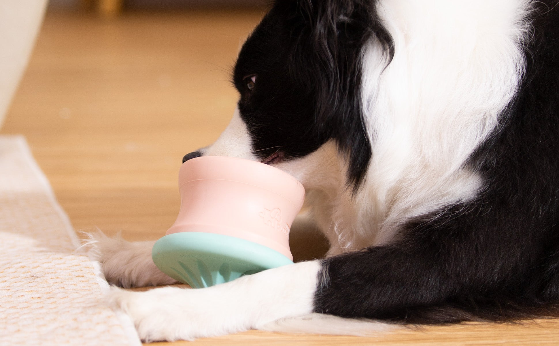 A black and white dog lies on a wooden floor, clutching a pink and green toy with its paws, while its dog bowl sits nearby.