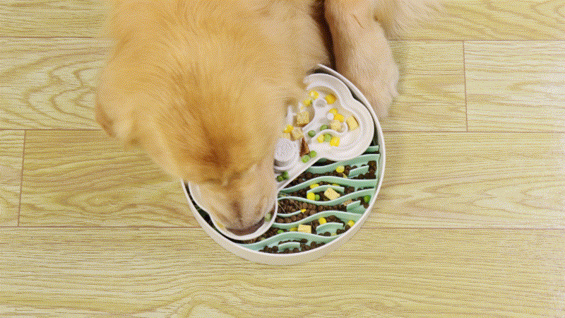 A golden retriever eats from a green and white puzzle feeder bowl on a wooden floor.