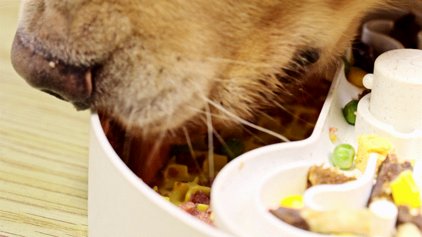 A cat enjoys its dry and wet food from the Puzzle Licker Maze - Triple Textures, Triple Fun (Yellow) by Puzzle Feeder™, placed on a table, reminiscent of the design seen in puzzle feeders.