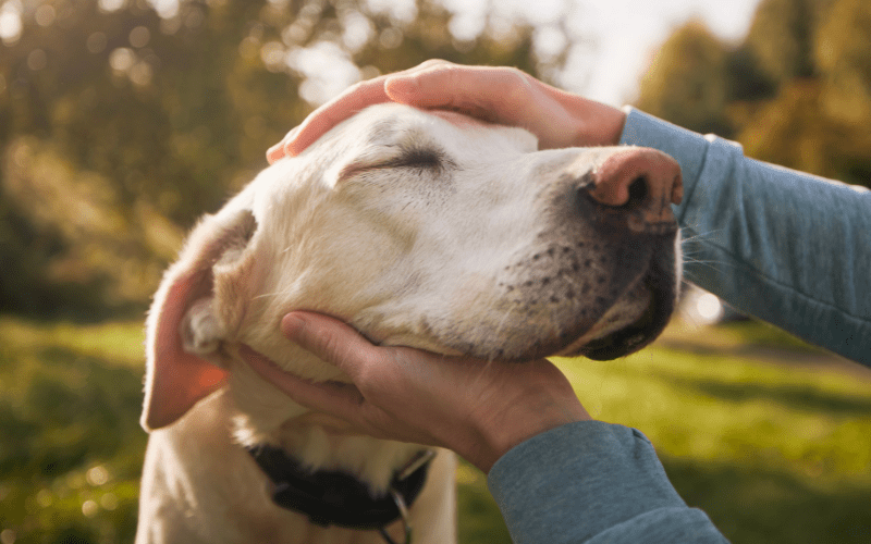 Why Do Dogs Eat So Fast? Understanding Canine Overeating and How to Slow It Down