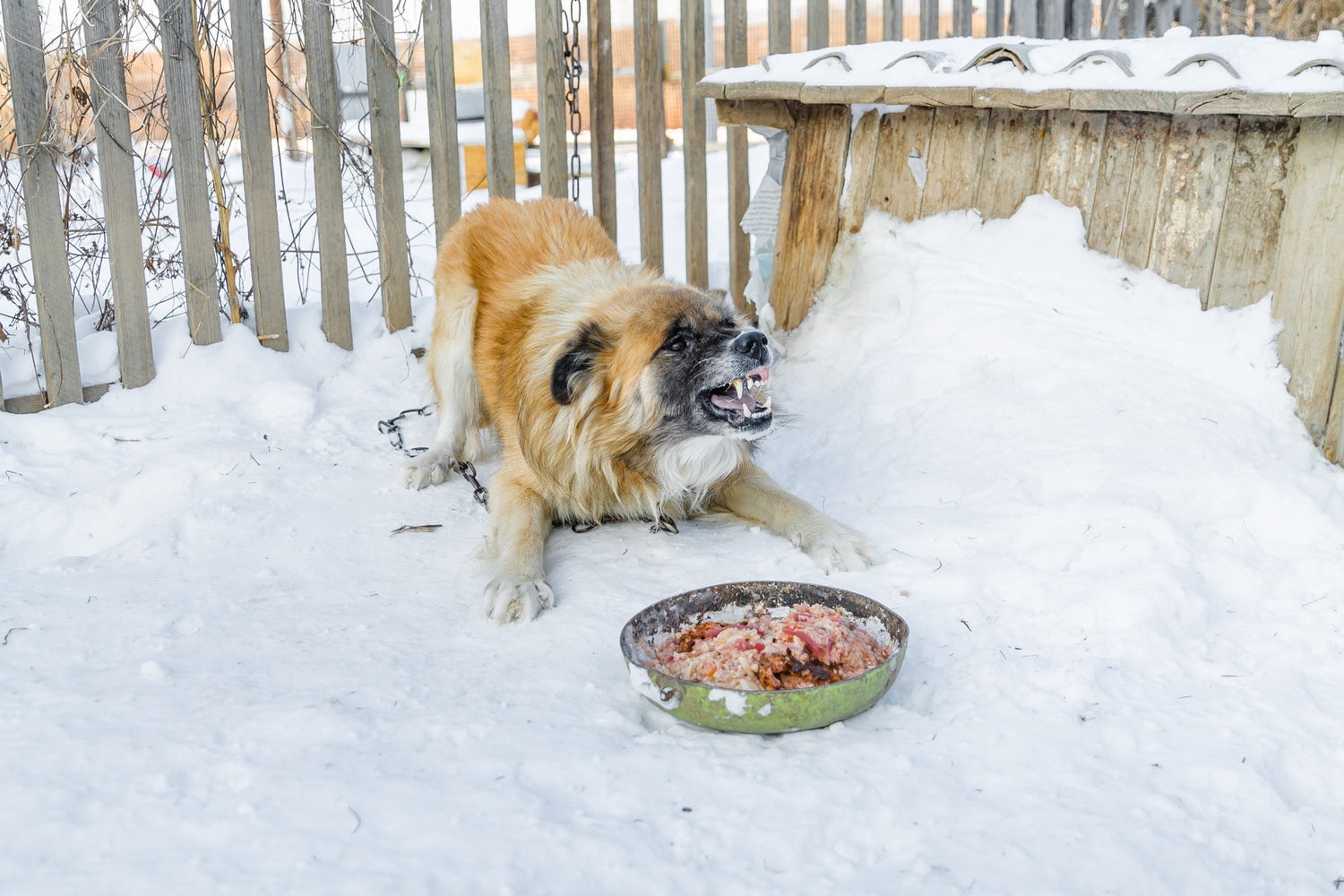 how to stop dog food aggression