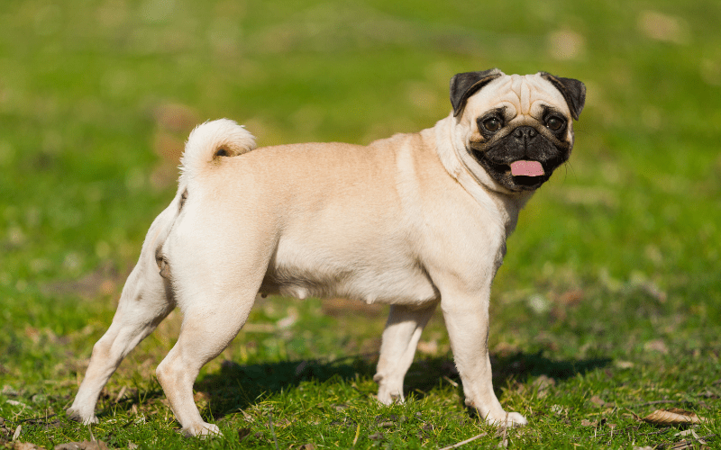 Finding the Right Slow Feeder Bowls for French Bulldogs and Flat-Faced Dogs