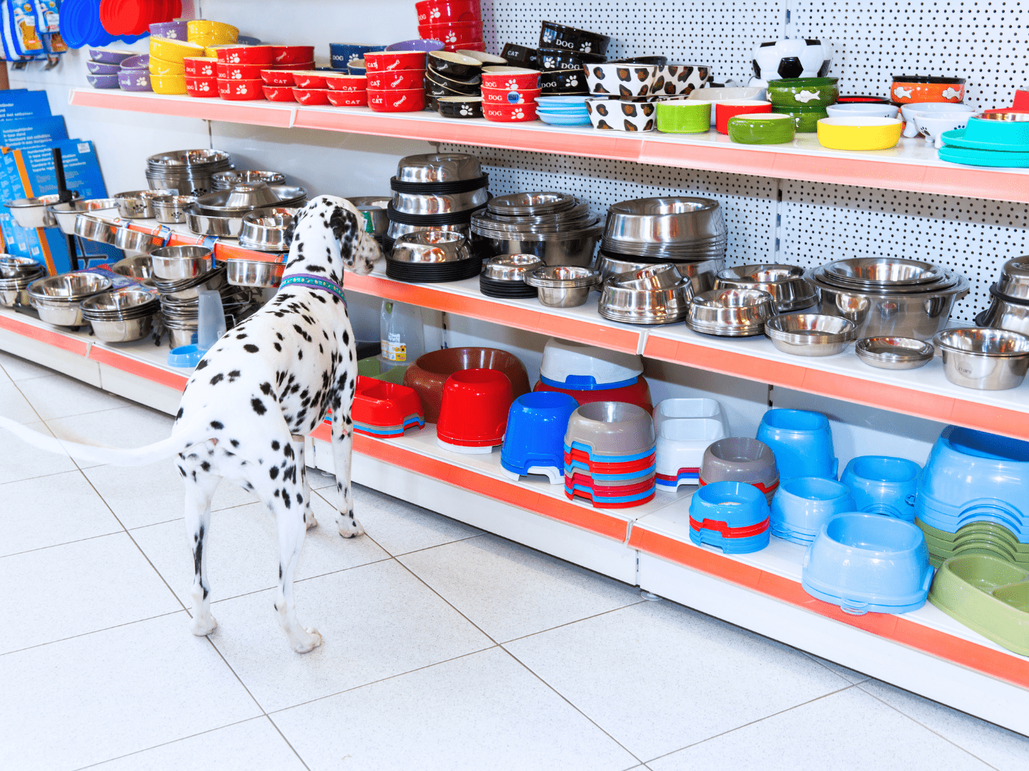 Food Bowl for Dogs –  How to Choose the Right One