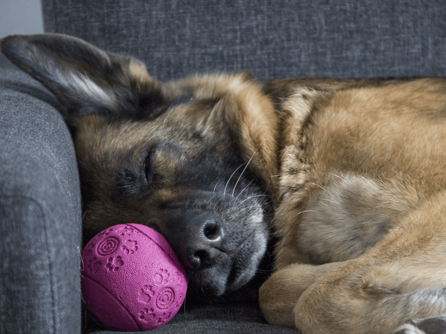 dog bored toys