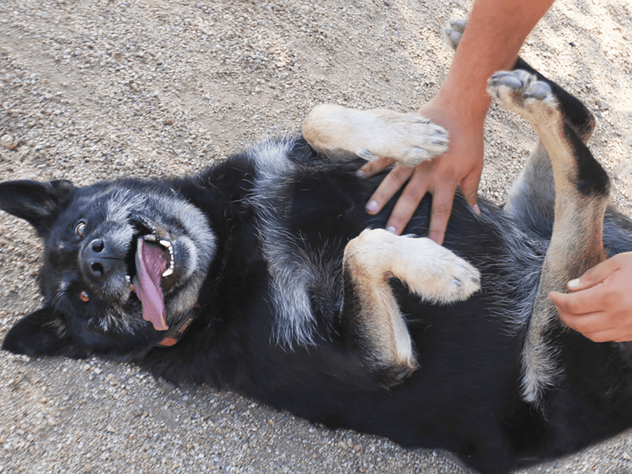Why Puzzle Feeders Can Be a Lifesaver for Dogs with Sensitive Stomachs
