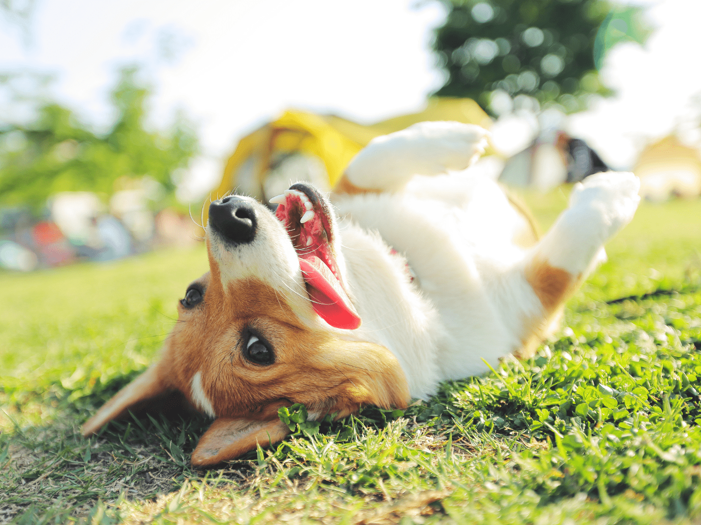 dog bloating