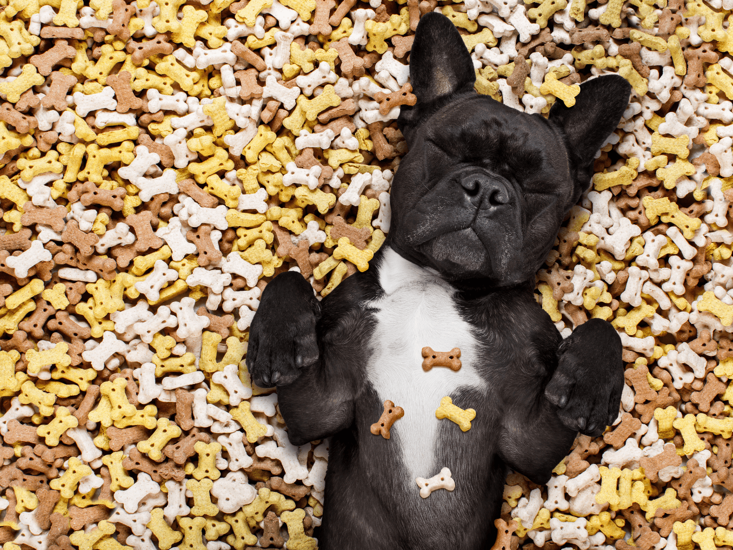 Is Your Dog Obese? How Slow Feeding Can Help