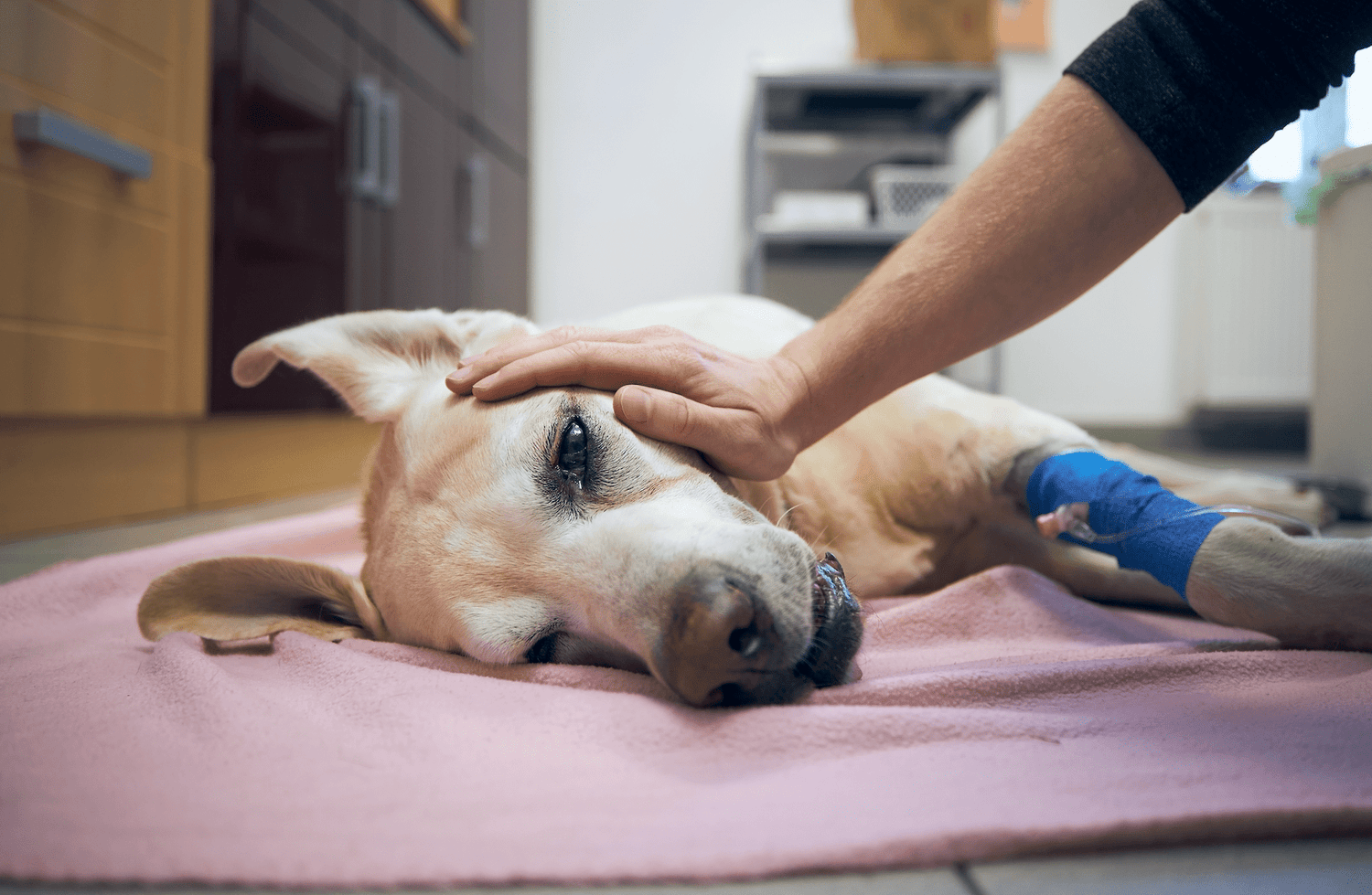 How to Help Your Dog Through Diarrhea, Vomiting, and Allergies: Expert Tips and Tools