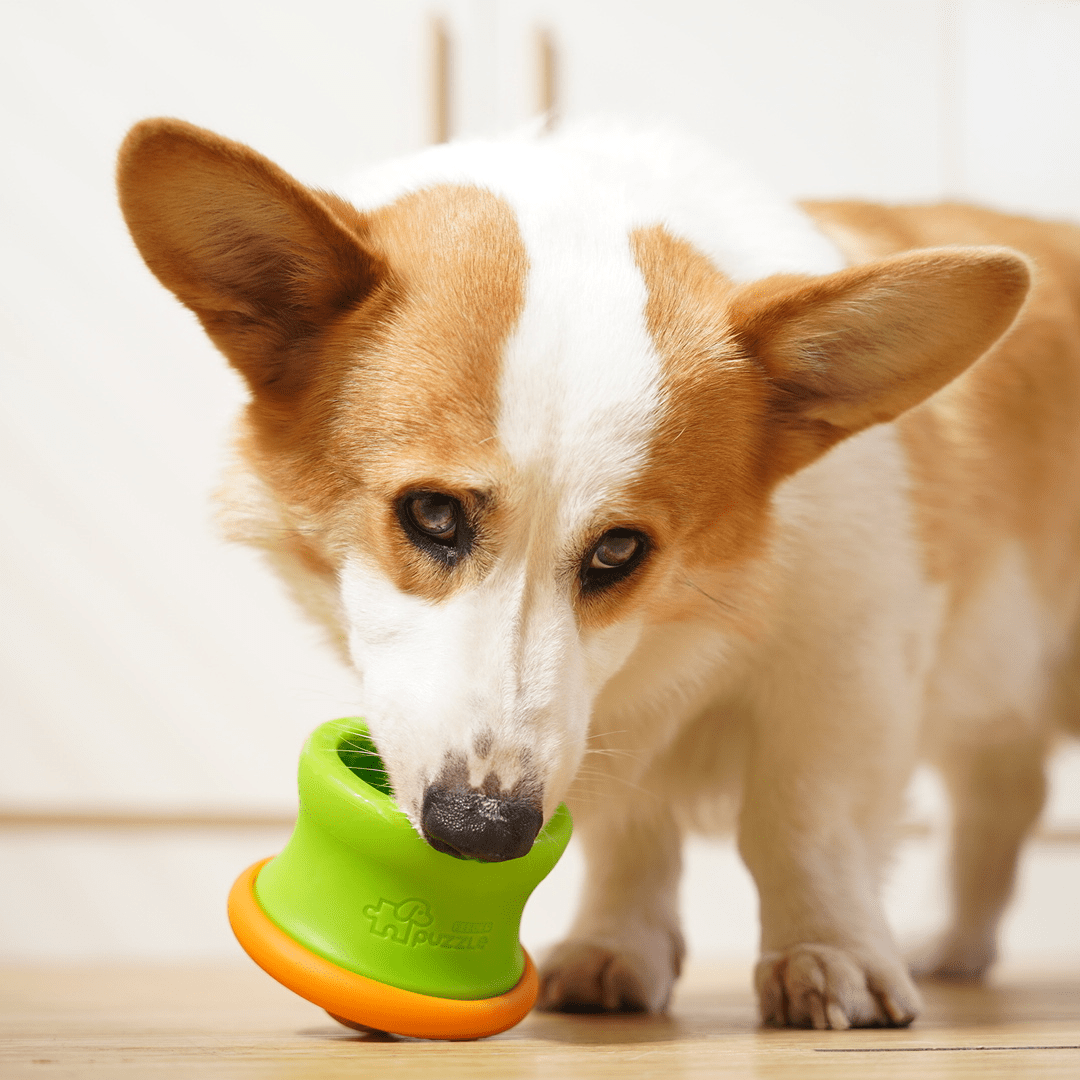 A Corgi with a Dog Puzzle Tumbler M - Puzzle Feeder Enrichment Toy (for S/M Breeds) by Puzzle Feeder™, made from eco-friendly OBP materials in green and orange, playfully stands on a wooden floor.