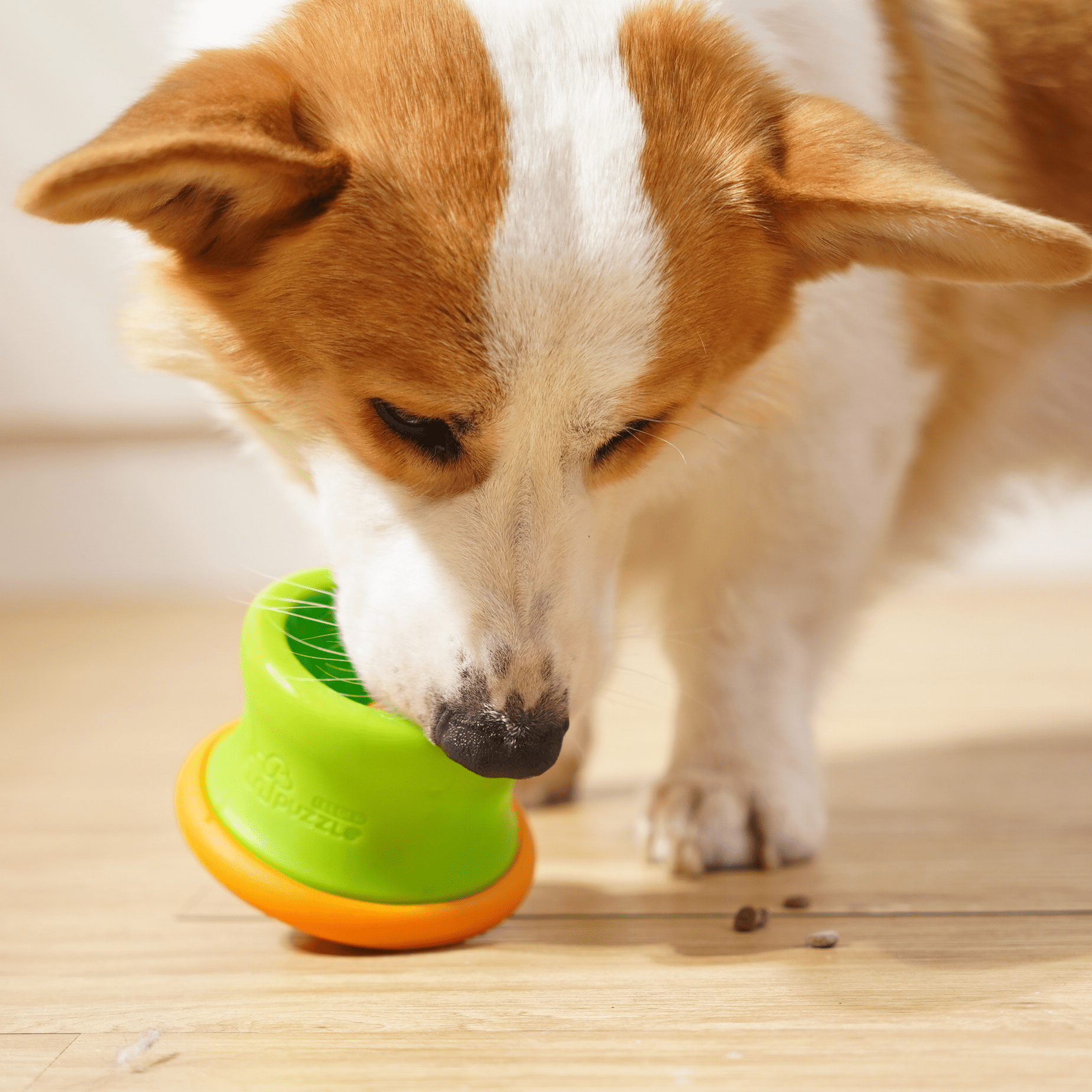 A corgi sniffs curiously at a vibrant green and orange Puzzle Feeder™ Dog Puzzle Tumbler M, an eco-friendly enrichment toy perfect for mealtime on the wooden floor. Plus, it's dishwasher-safe for easy clean-up!