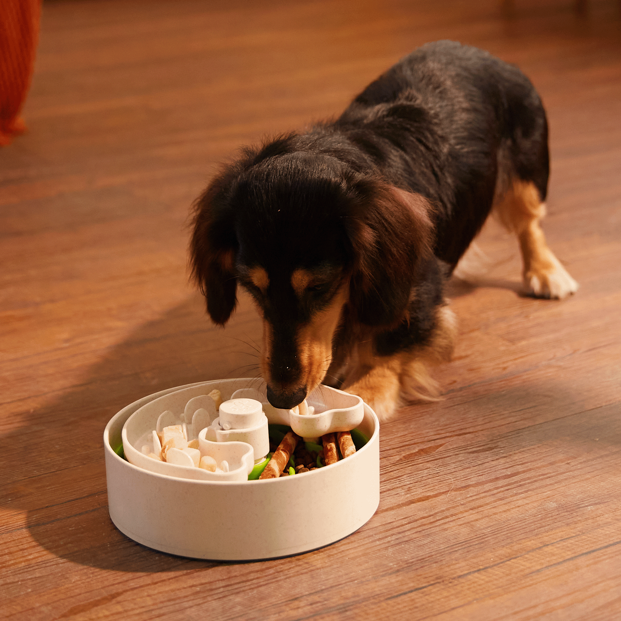 A small black and brown dog eats from a green Dog Puzzle Feeder™ Lite, a versatile feeding bowl designed for eating habit training for small to medium breeds, placed on a wooden floor.