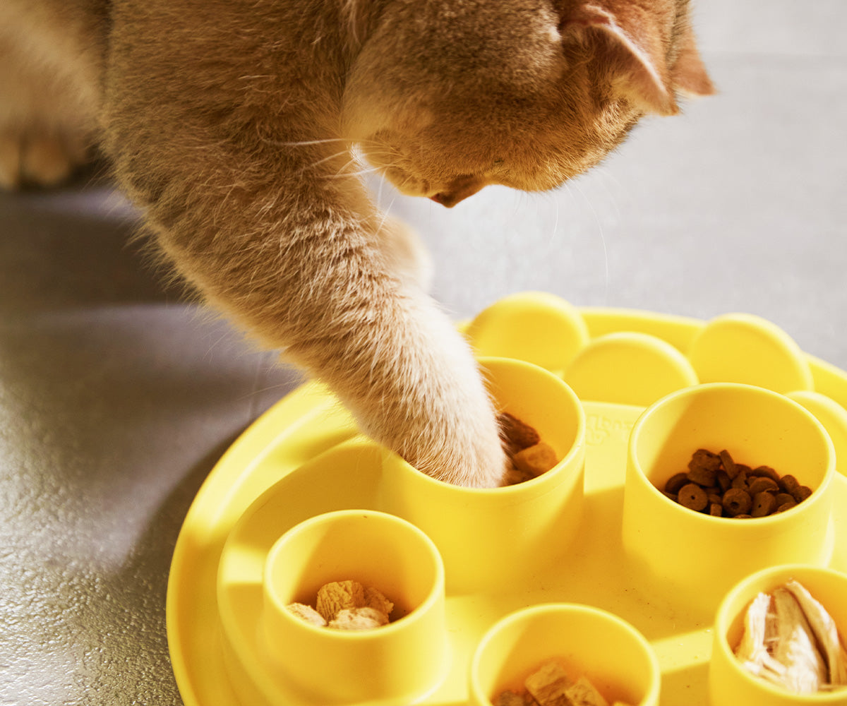 A cat uses its paw to explore a yellow puzzle toy with compartments containing treats, much like how a dog eagerly anticipates meals in its bowl.