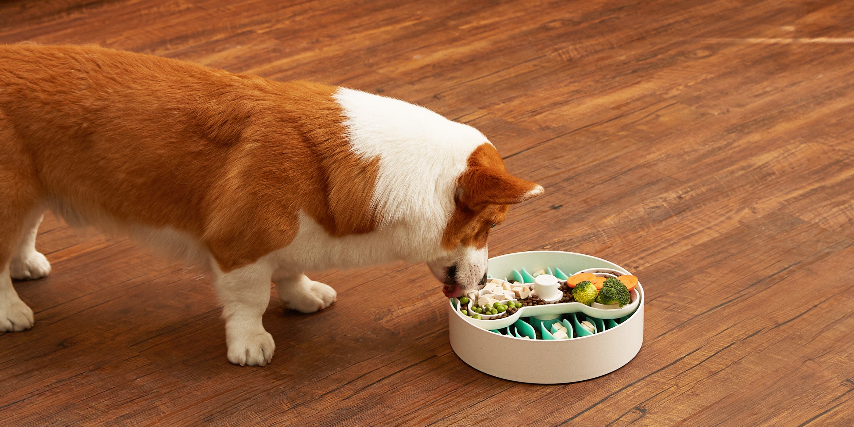 A brown and white corgi eagerly munches from a colorful dog bowl filled with various foods, set on a wooden floor.