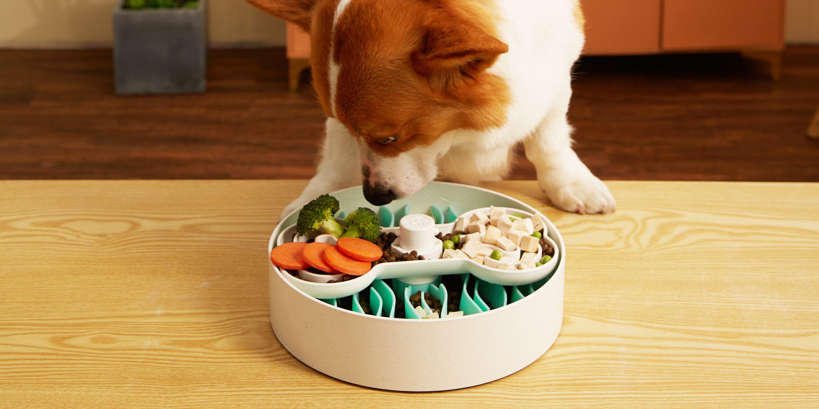 A corgi eagerly munches from a clever puzzle feeder, akin to an interactive dog bowl, its compartments filled with broccoli, carrots, meat, and other small treats on a wooden table.