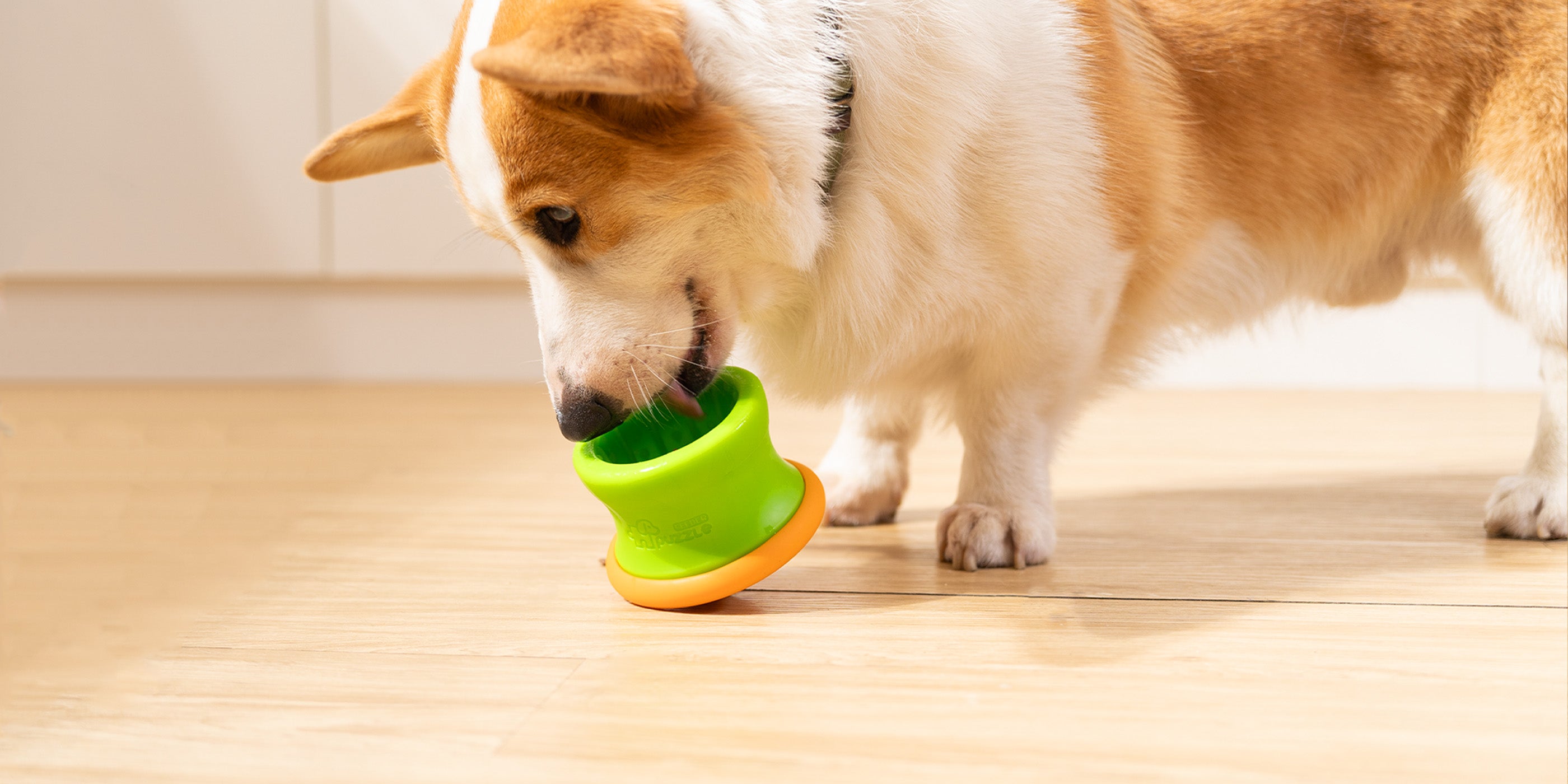 A corgi joyfully plays with a green and orange treat dispenser on the wooden floor, eagerly investigating every angle as if it were a puzzling dog bowl.