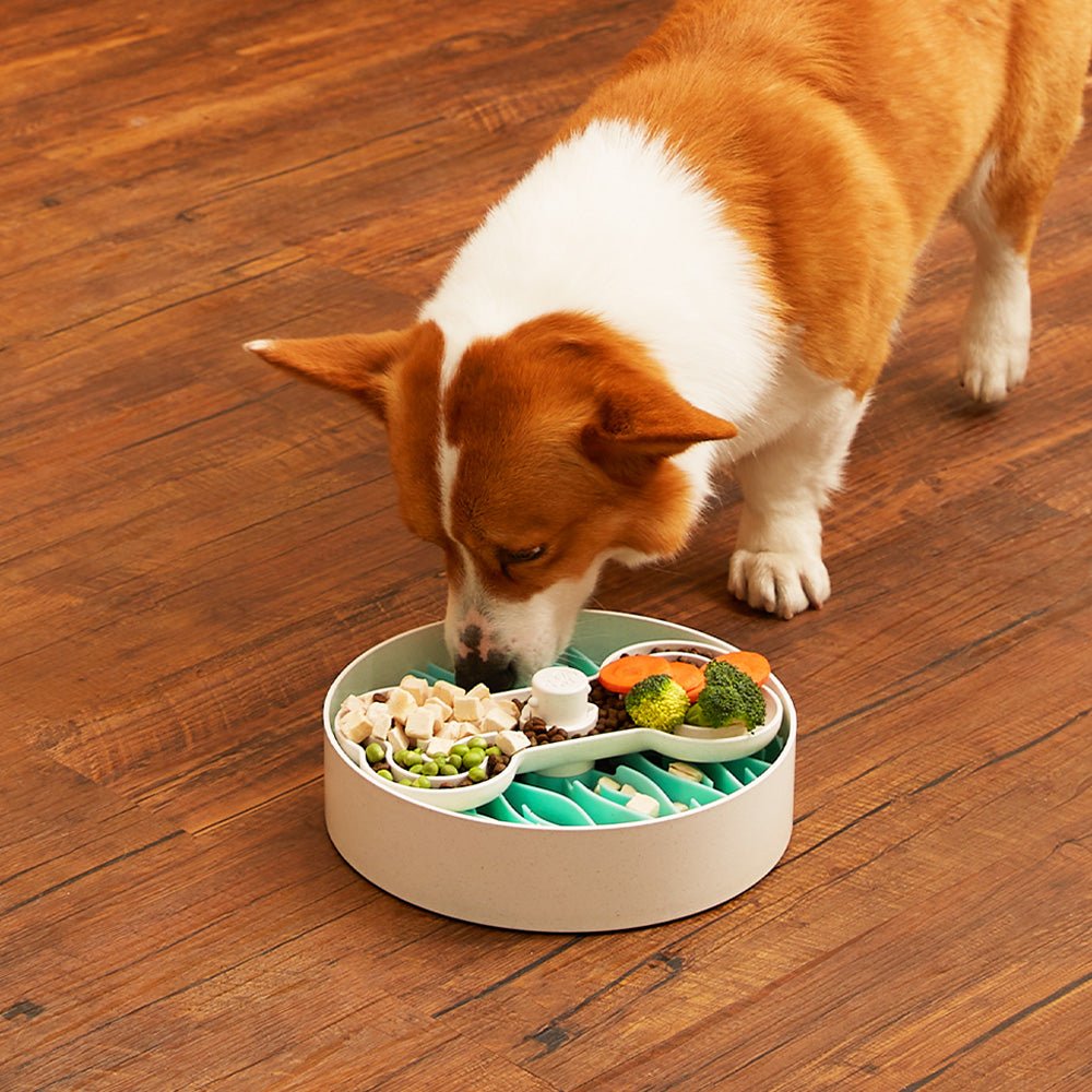 A dog enjoys its meal from a Puzzle Feeder™ Puzzle Licker Starter Kit Junior on a wooden floor. The divided sections, filled with chicken, broccoli, carrots, and peas, promote healthy digestion while adding fun to mealtime.