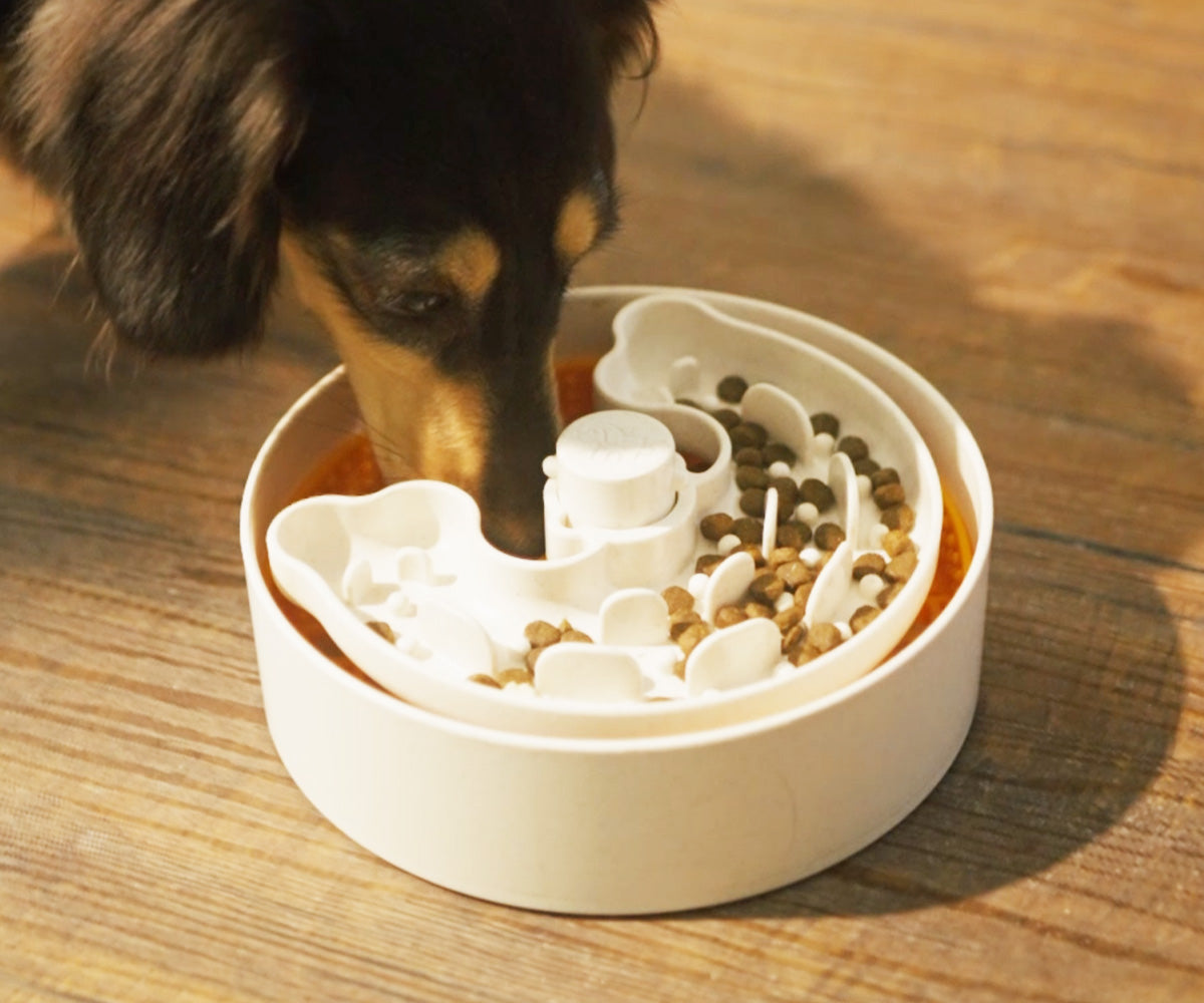 A dog eagerly munches from a slow feeder dog bowl, savoring each bite of dry kibble on the wooden floor.